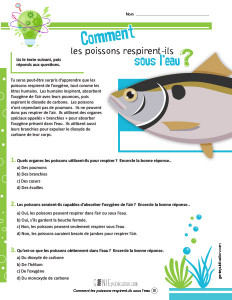 Comment les poissons respirent-ils sous l’eau ?