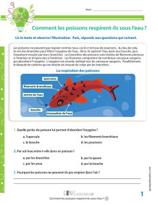 Comment les poissons respirent-ils sous l’eau?