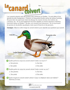 Le canard colvert