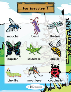 Les insectes – 1