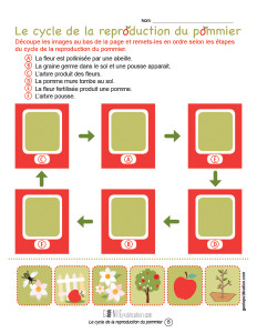 Le cycle de la reproduction du pommier