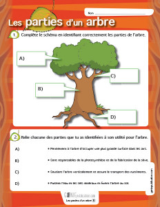 Les parties d'un arbre