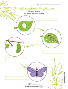 La métamorphose du papillon